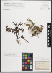 Foto von Salix retusa L.
